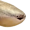 OddLookingFish