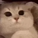cat3