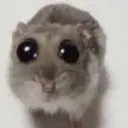 plead