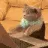 coding