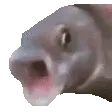 OOOO