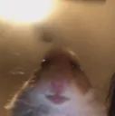 hamster
