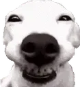 smidog