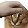 petthefloppa
