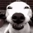 smidogif
