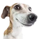 adobedog