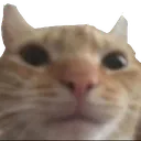 catstare