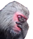 monkeemotefacepalm