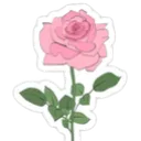rose