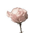 4aestheticrose Discord Emoji