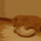 catNooomymilk