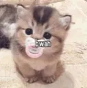 Bwah