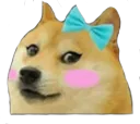 cutedoge
