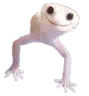kamStaree