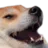 doggokek
