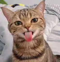bleh bleh