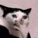 cry_aara