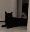 a_catWhee