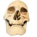 0Skullirl 0Skullirl