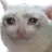 sadcat