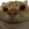 noCat