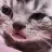 cryingkitten cryingkitten