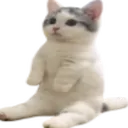 catSitt2 Discord Emoji