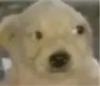 kie