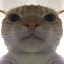 Swagcat swagcat Discord Emoji