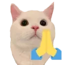 gatopray