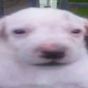 dog Discord emoji