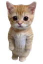 o_catstanding