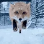 Fox_Hello