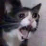 Cat_Scream_2