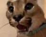 Cat_Scream_Floppa Cat_Scream_Floppa