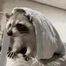 A_Racoon_Comfy_Sleepy