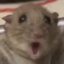 A_Rat_Pog A_Rat_Pog