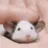 A_Rat_Pet