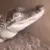 Z_CrocPet