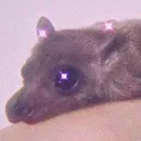 Bat_Peek