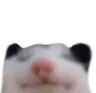 Opossum_Peek