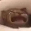 B_CatCryBaby