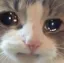 B_CatSad2
