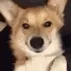 Dog_Wink