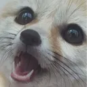 Fox_Pog Fox_Pog