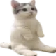 catsit