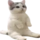 catsit