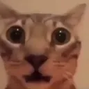 SurprisedCat