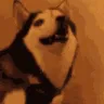 Dog_Derp