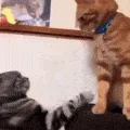 CatFight